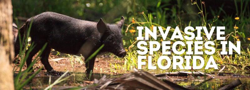 Invasive species in florida