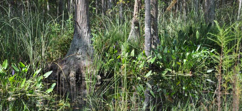 Cypress in wetland setting