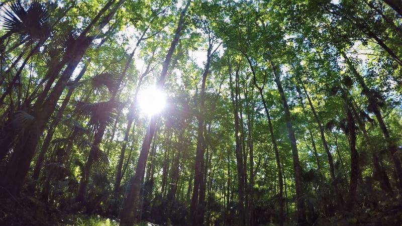 Lower Hillsborough Wilderness Preserve Photo of Trees