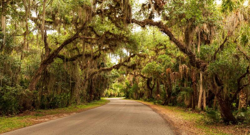 Spanish Moss hanging from trees over two lane road