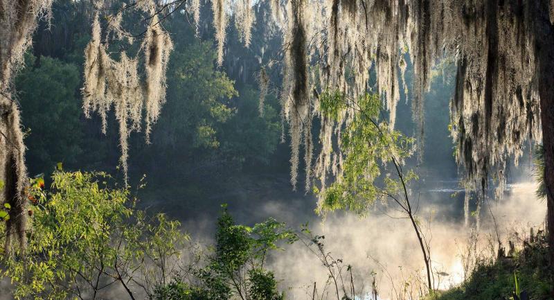 Spanish Moss hanging from trees on bank of the Peace River