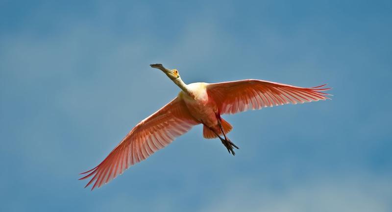 Roseate Spoonbill in flight against a blue sky