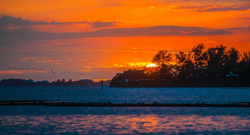 Coastal trees and beach against colorful sunset