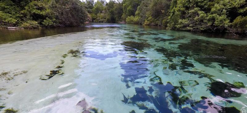 Weeki Wachee River