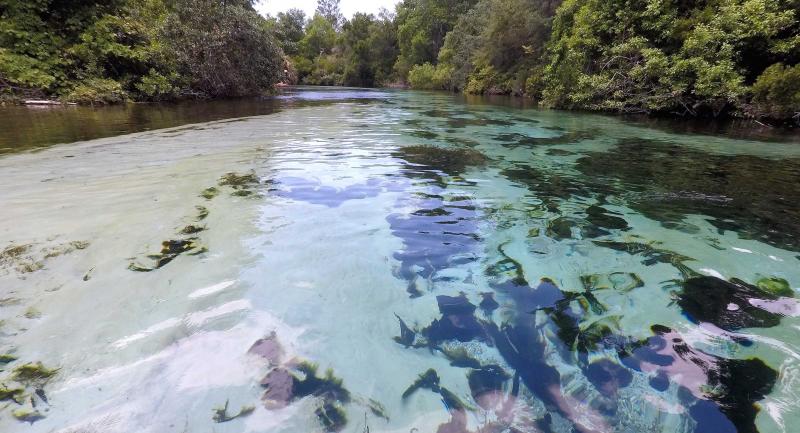 Weeki Wachee River from middle of river