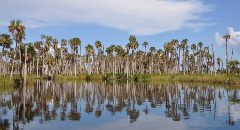 Coastal pine trees reflecting on downstream Weekiwachee River