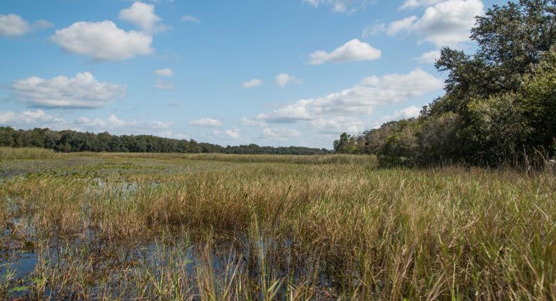 Open marsh grasses under a blue sky