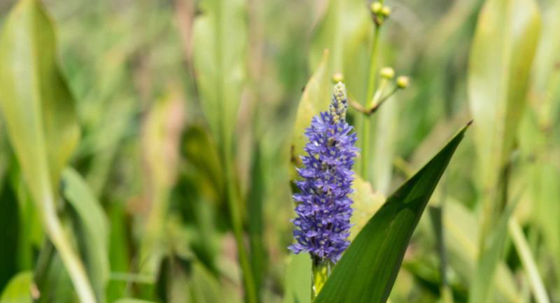 Wildflower in grasses