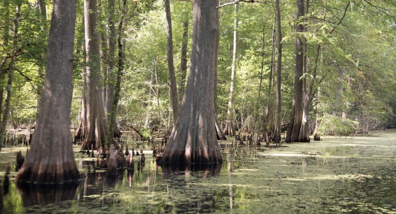 Cypress trees growing in the shallow water