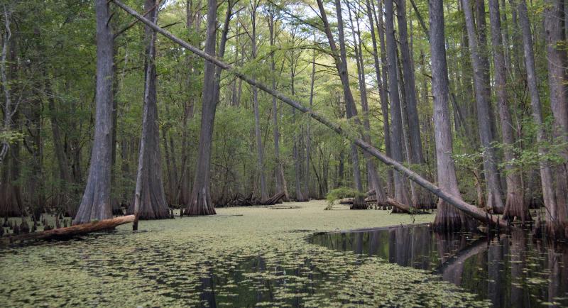 Blackwater river flowing through trees