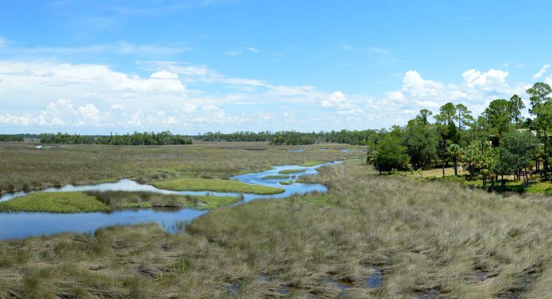 Coastal estuary at Withlacoochee Gulf Preserve