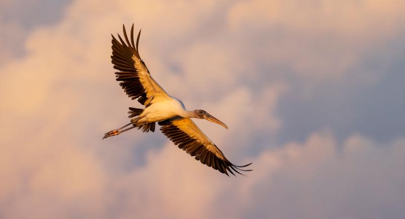 Wood stork in flight against a cloudy sunset sky