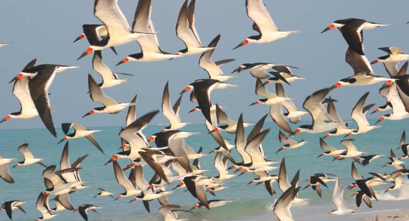 flock of flying sea birds