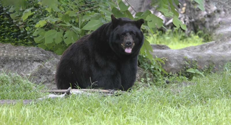 Florida black bear on edge of forest