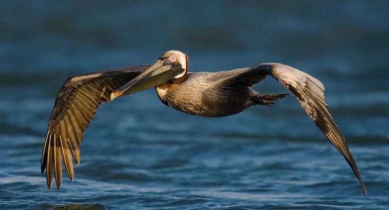 brown pelican in flight over water