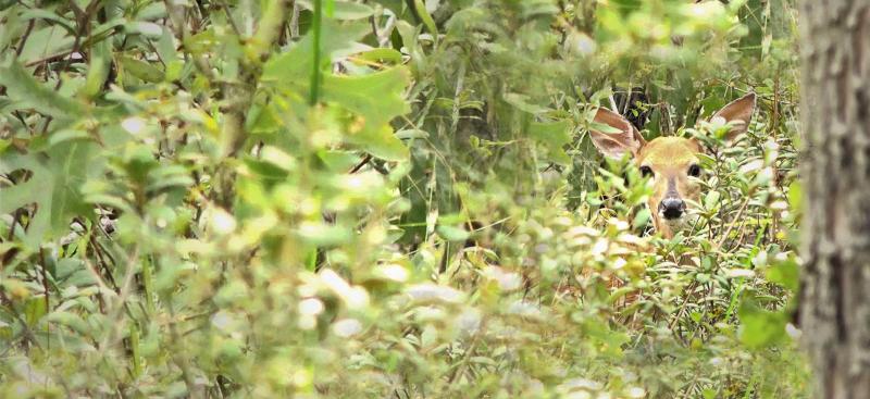 deer in the brush