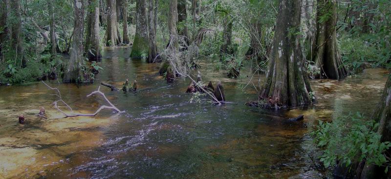 Cypress Creek Preserve on the Pithlachascotee River