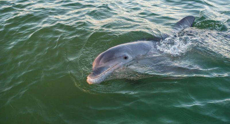 Bottlenose dolphin on surface of water
