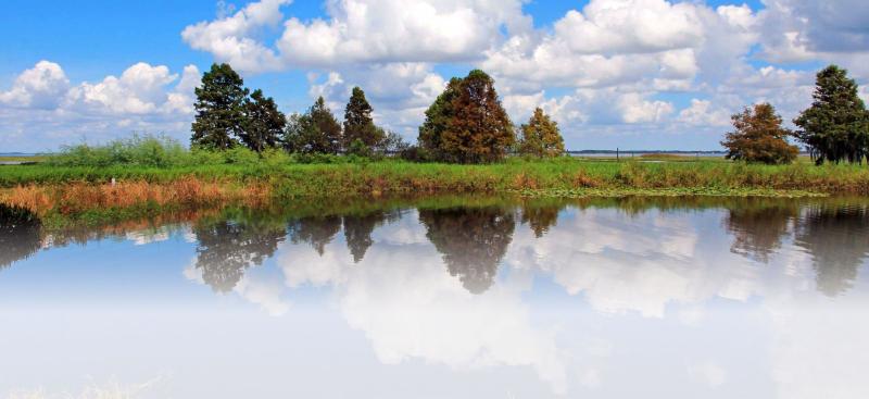 Pond shoreline with puffy clouds in a blue sky