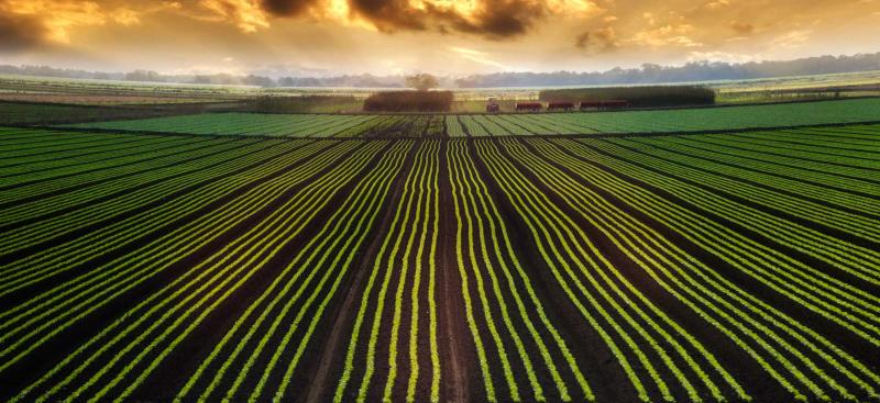 Rows of crops with beautiful sunset
