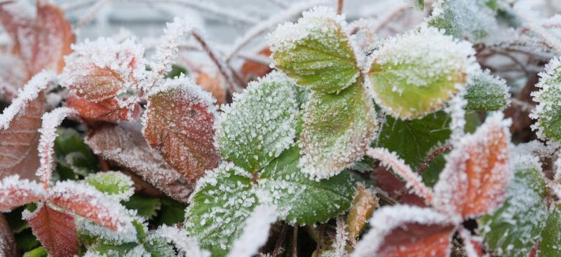 Ice crystals on strawberries