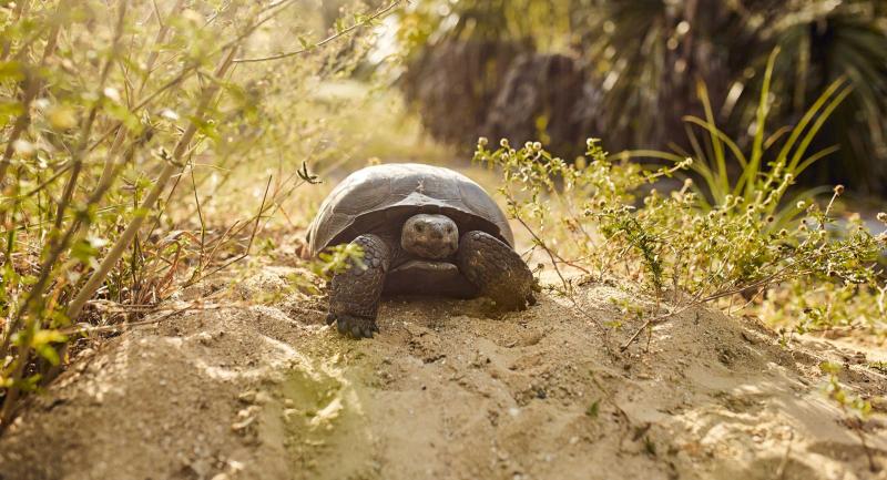 gopher tortise in sand and grass