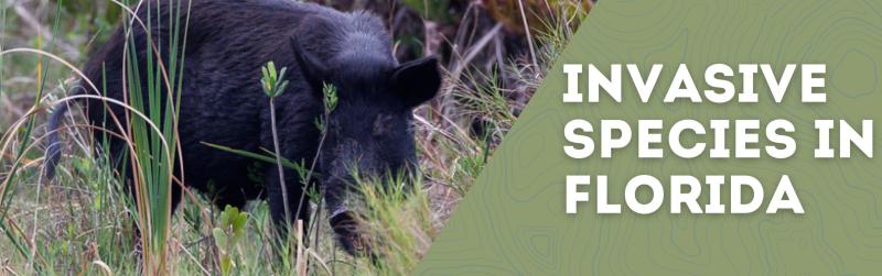 Invasive Species in Florida Feral Hog