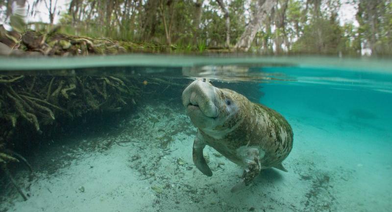 Underwater manatee in Crystal River