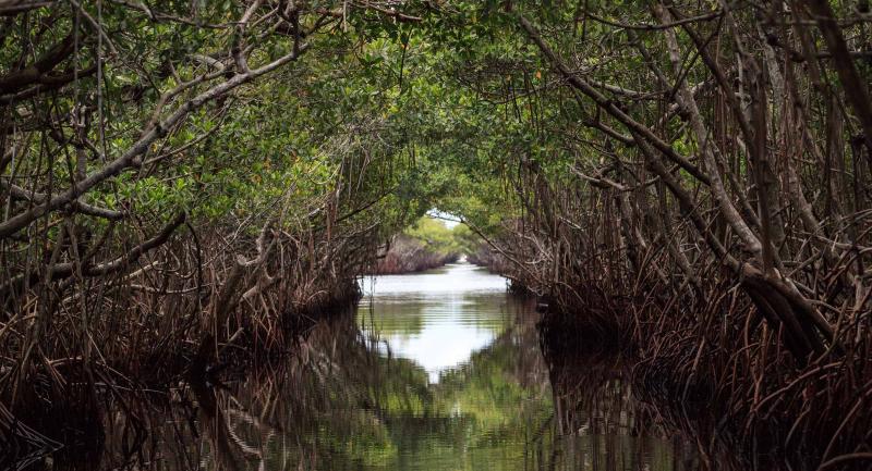 a tunnel of mangrove trees over water