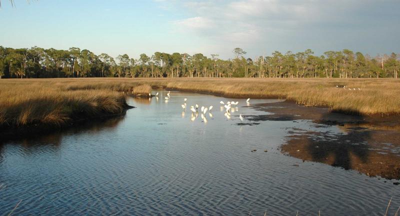 Late afternoon view of Bayport coastal march