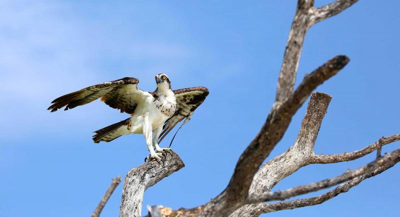 Osprey with wings outstretched in dead tree