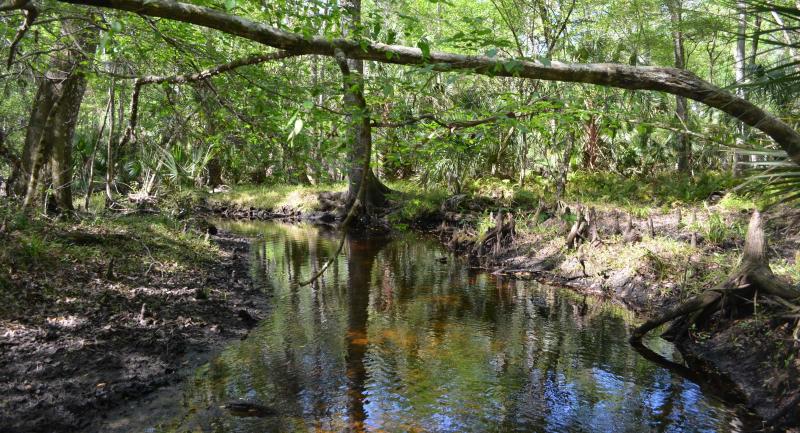 Headwaters of the Pithlachascootee River in Pasco County