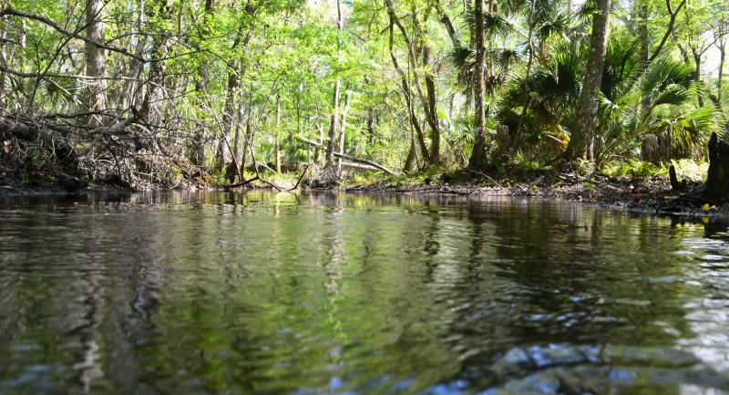 Low level view of the Pithlachascootee River