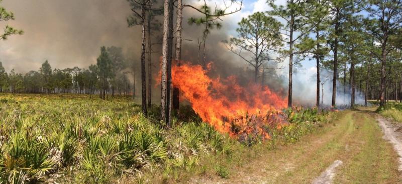 fireline in an open forest during a prescribed burn