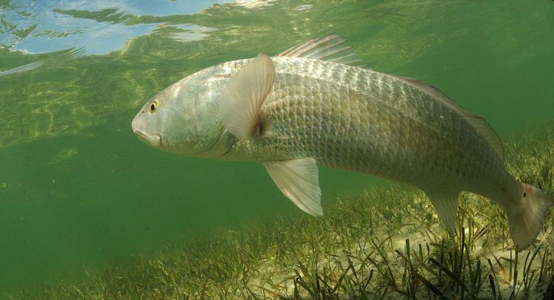 A Reddrum o redfish swimming in the grass flats