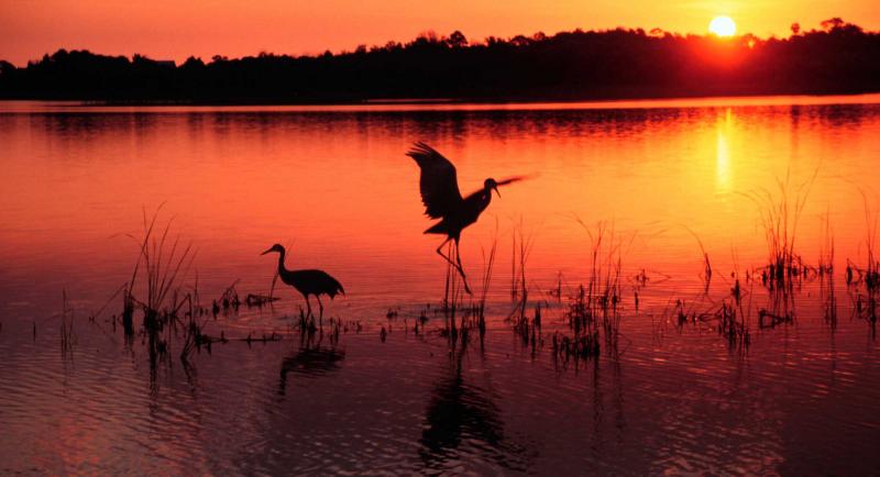 Two Sandhill Cranes in lake at sunset