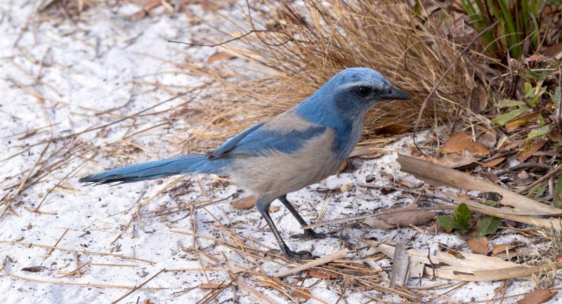 Florida scrub jay in grass