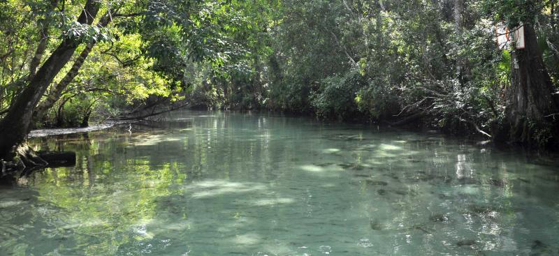 Weeki Wachee River under a green canopy of trees