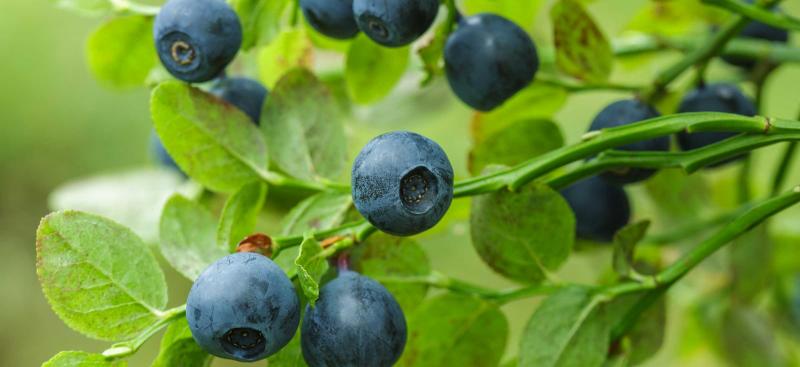 blueberries on plant