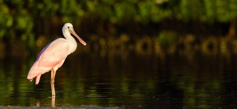 White spoonbill standing in estuary