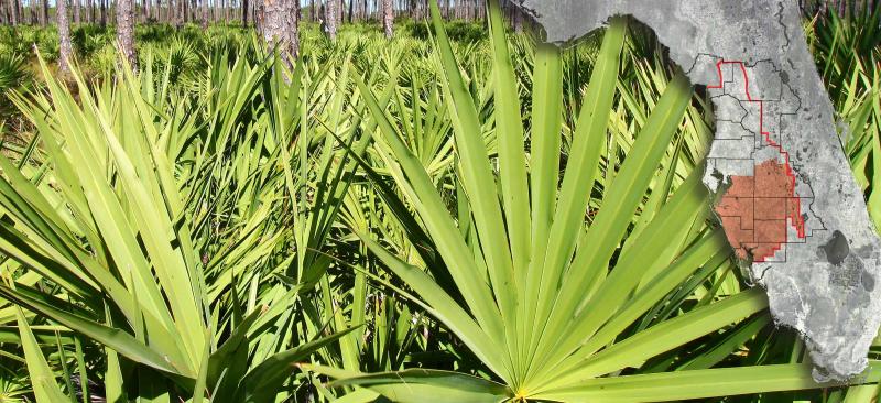 close up of palmetto plants with a map of Florida over plants