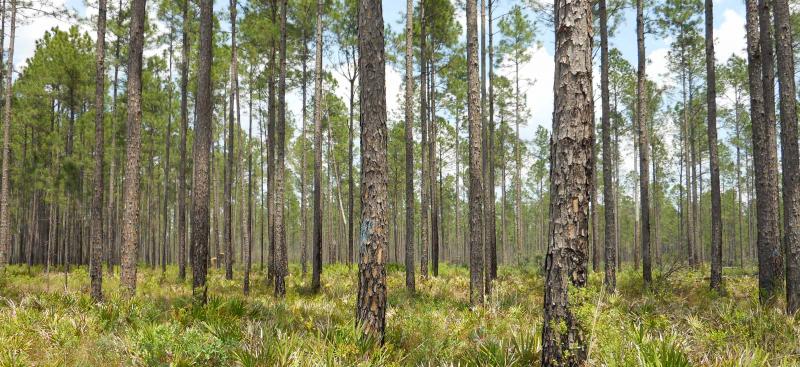 timber scenery