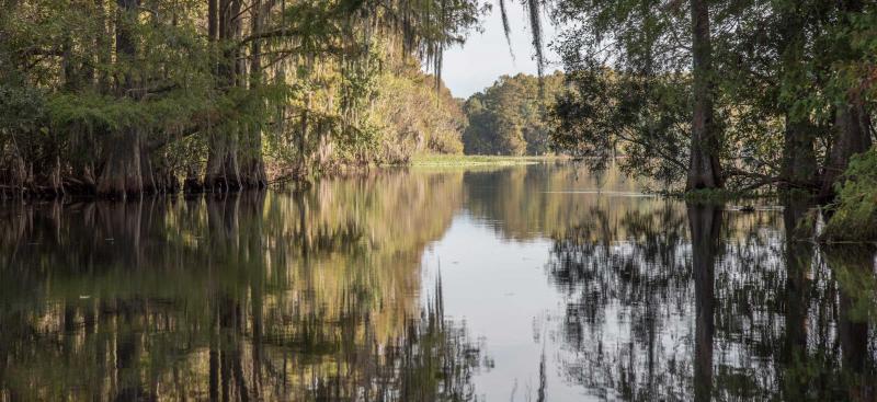 Tree canopy on the Withlacoochee River