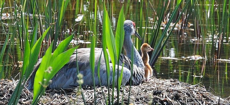 mother and baby duck 