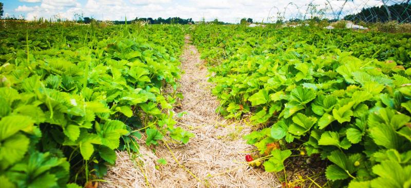 strawberry plants