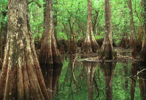 Green Swamp Withlacoochee 