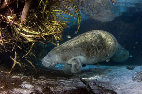 Manatee