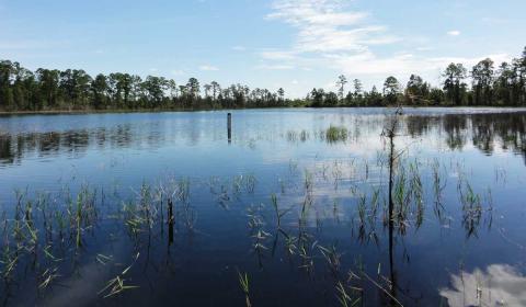 Healthy wetlands with water covering grasses