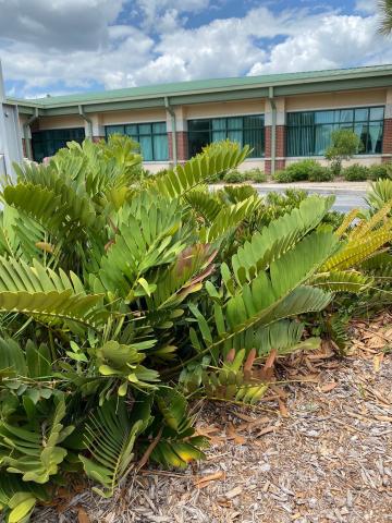 Plants located outside Tampa office building
