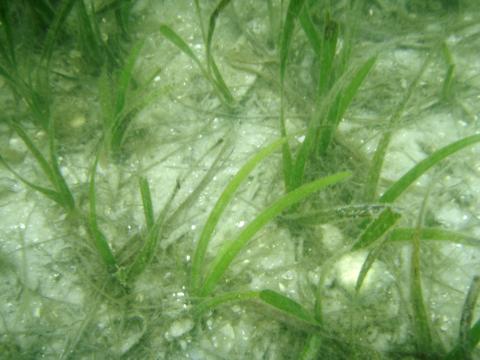 Seagrass